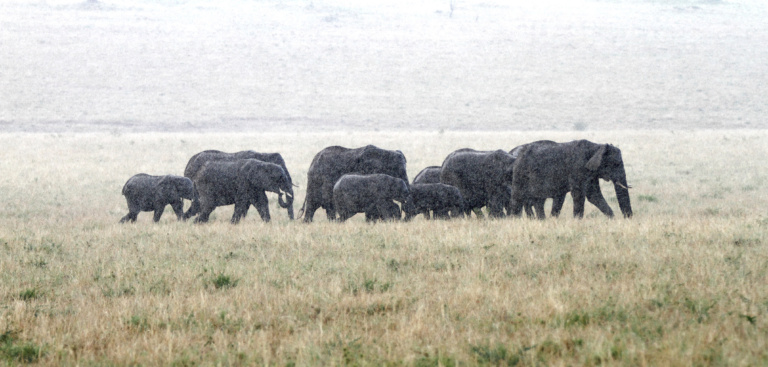 Elephants in the rain on the open savannah